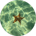Elke Held profile picture