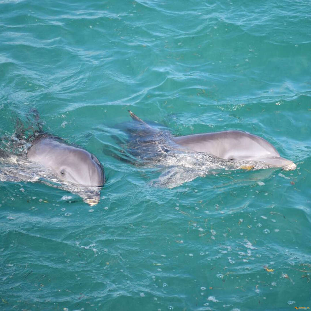 Islands of Saona and Catalina