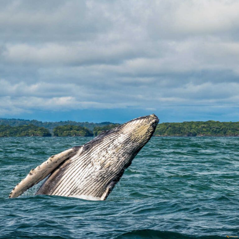 Whale Watching saona.fun saona