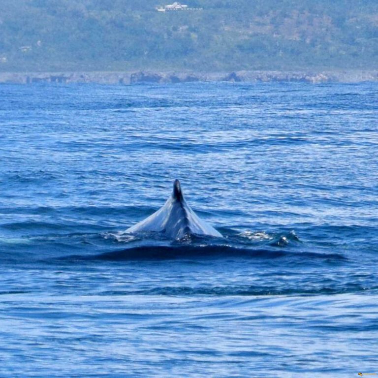 Whale Watching saona.fun saona