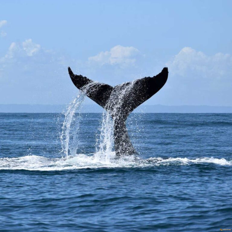 Whale Watching saona.fun saona