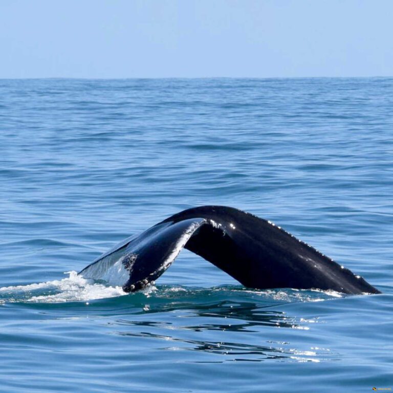Whale Watching saona.fun saona