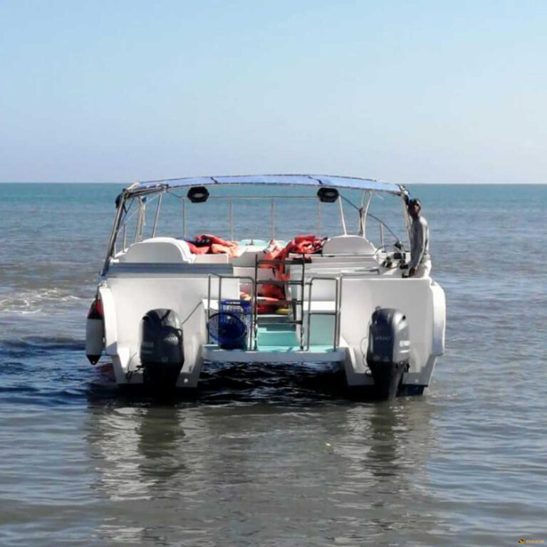 Whale Watching saona.fun saona