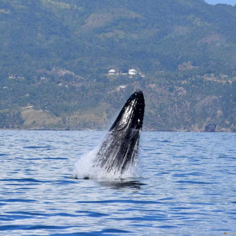 Whale Watching saona.fun saona