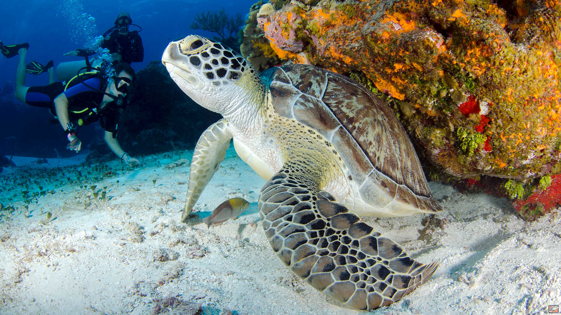 saona.fun diving tauchen